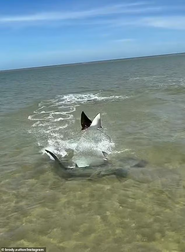 Khi con cá mập rẽ sóng đuổi theo con mồi qua vùng nước nông, con cá đuối đã phi thân lên khỏi mặt nước. Điều này khiến con cá mập mất phương hướng, mất dấu con mồi trong giây lát.