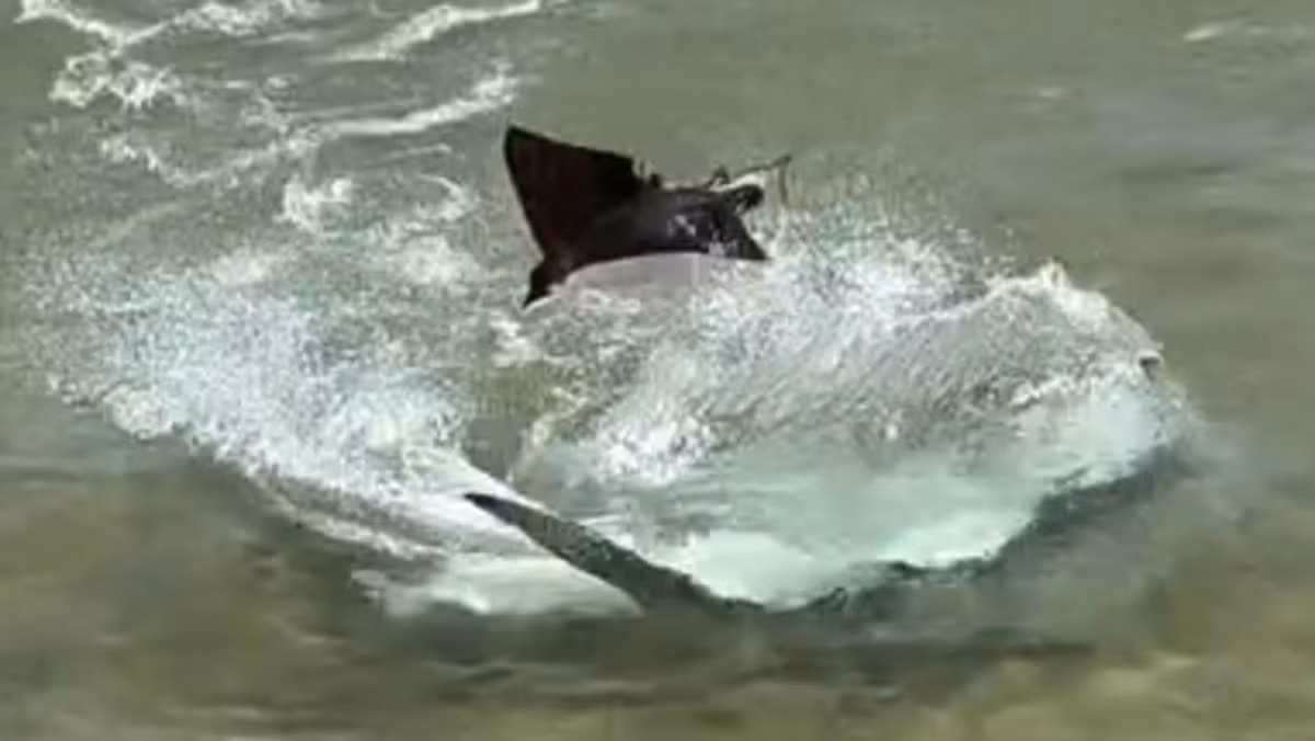 "Thật tuyệt vời khi được chứng kiến cảnh tượng này. Tôi đã từng thấy những cảnh tương tự, nhưng chưa bao giờ gần thuyền đến thế", ông Sutton chia sẻ về màn trình diễn ngoạn mục của con cá đuối.