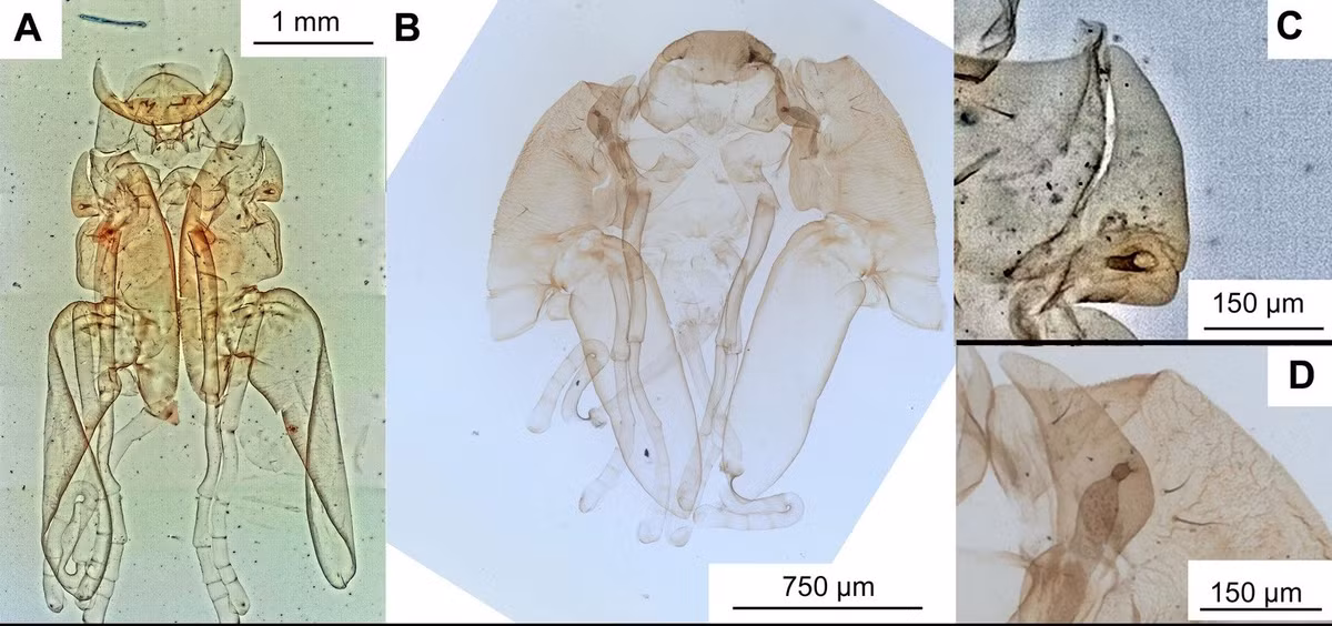 Trước đó, trong nhiều năm, các nhà khoa học cho rằng, những loài côn trùng nước ngọt này tiến hóa ở Bắc bán cầu, phần lớn là do những hóa thạch lâu đời nhất được biết đến được tìm thấy ở các khu vực như Trung Quốc và Siberia - một phần của siêu lục địa thời tiền sử có tên Laurasia. Ảnh: Australian Museum.