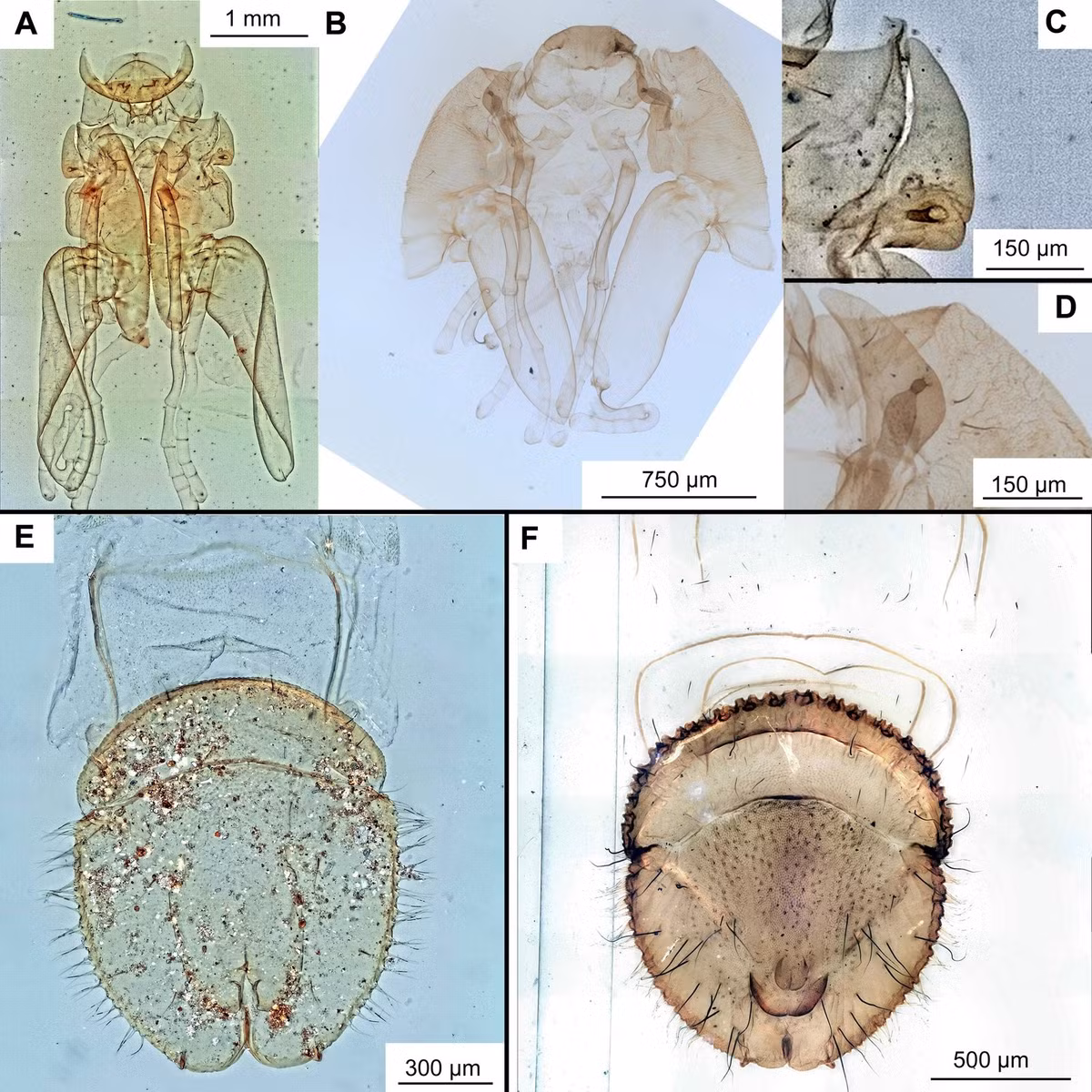 Các nhà nghiên cứu cũng tuyên bố rằng, tuổi và vị trí của hóa thạch cung cấp bằng chứng thuyết phục cho giả thuyết rằng loài muỗi đen có nguồn gốc từ siêu lục địa phía nam Gondwana, chứ không phải Laurasia. Ảnh: Australian Museum.