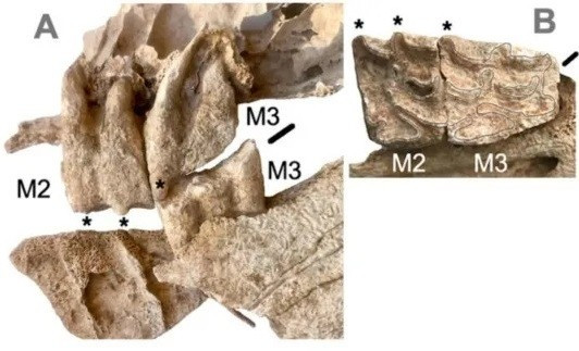 Mặc dù bộ xương được phát hiện vào năm 1986 nhưng xét nghiệm di truyền gần đây mới xác định đó là một con la. Ảnh: F. Javier López Cachero; CC BY-NC-ND 4.0.