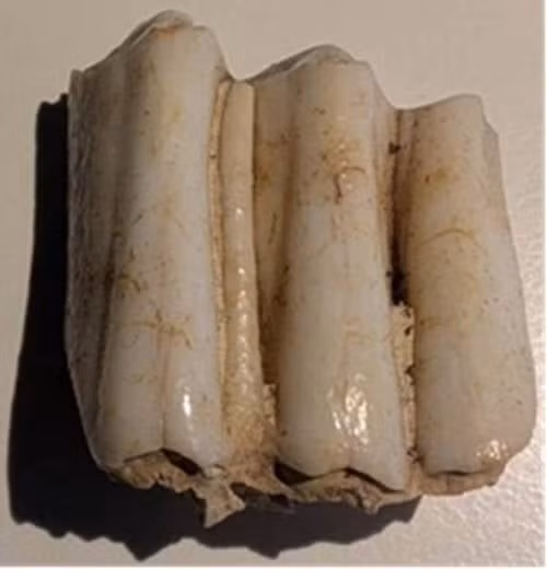 Kết quả phân tích đồng vị tiên tiến đã tiết lộ chiếc răng bò có niên đại khoảng 5.000 năm tuổi này thuộc về con vật đã di chuyển từ xứ Wales đến Wiltshire. Phát hiện mới cung cấp bằng chứng trực tiếp đầu tiên liên hệ giữa hoạt động di chuyển của gia súc với việc vận chuyển những khối đá khổng lồ giúp tạo nên bãi đá cổ Stonehenge. Ảnh: BGS © UKRI.