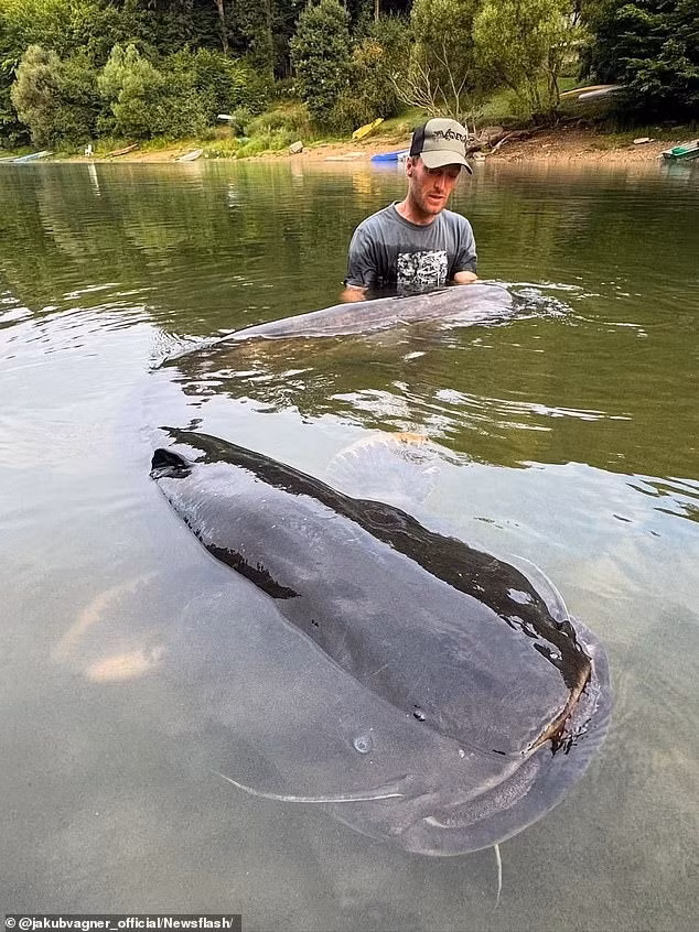 “10 phút trôi qua và chẳng có gì xảy ra. Đột nhiên, con cá quay lại và lao thẳng vào bẫy của tôi”, ông Jakub chia sẻ. Ảnh: @jakubvagner_official/Newsflash.