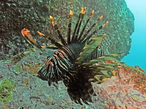 Nghiên cứu của Cơ quan Khí quyển và Đại dương Quốc gia Mỹ (NOAA) chỉ ra một con cá sư tử sống ở rạn san hô có thể làm giảm tới 79% số lượng cá bản địa mới gia nhập quần thể. Ảnh: Tony Strazzari – some rights reserved (CC BY-NC).