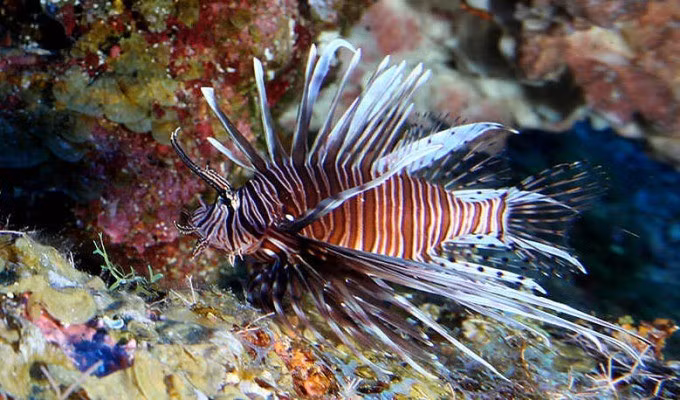 Nhiều nước thuộc khu vực Địa Trung Hải, bao gồm Hy Lạp coi cá sư tử là sinh vật ngoại lai xâm lấn, ảnh hưởng nghiêm trọng đến hệ sinh thái nên cần diệt trừ. Ảnh: NOAA.