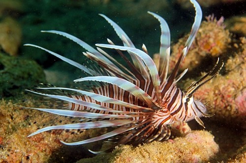 Cá sư tử (Pterois) vốn là sinh vật bản địa ở vùng biển nhiệt đới Nam Thái Bình Dương và Ấn Độ Dương. Loài cá này nổi bật với vẻ ngoài ấn tượng với nhiều đường sọc đầy màu sắc. Chúng còn có hàng gai độc chạy dọc sống lưng và những chiếc vây rực rỡ xòe rộng. Ảnh: Kevin Bryant – some rights reserved (CC BY-NC-SA).