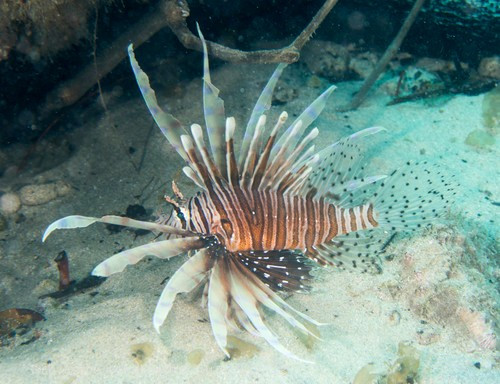 Theo Cơ quan Khảo sát Địa chất Mỹ (USGS), cá sư tử xâm nhập vùng biển ven bờ Đại Tây Dương của Mỹ, biển Caribbean và Vịnh Mexico vào những năm 1980 rồi dần dần lan rộng. Đây là trường hợp đầu tiên được ghi chép về cá biển ngoại lai thiết lập quần thể thành công ở vùng Tây Bắc Đại Tây Dương/Caribbean. Ảnh: Deb Aston.