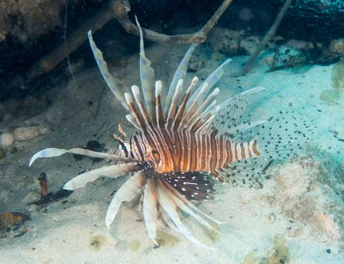 Theo Cơ quan Khảo sát Địa chất Mỹ (USGS), cá sư tử xâm nhập vùng biển ven bờ Đại Tây Dương của Mỹ, biển Caribbean và Vịnh Mexico vào những năm 1980 rồi dần dần lan rộng. Đây là trường hợp đầu tiên được ghi chép về cá biển ngoại lai thiết lập quần thể thành công ở vùng Tây Bắc Đại Tây Dương/Caribbean. Ảnh: Deb Aston.