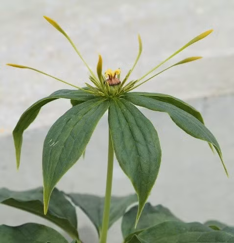 Theo y dược hiện đại, thất diệp nhất chi hoa có hoạt tính dược lý tốt đối với nhiều loại bệnh: ung thư, Alzheimer, nấm, nhiễm khuẩn, kích thích miễn dịch... Ảnh: tracuuduoclieu.