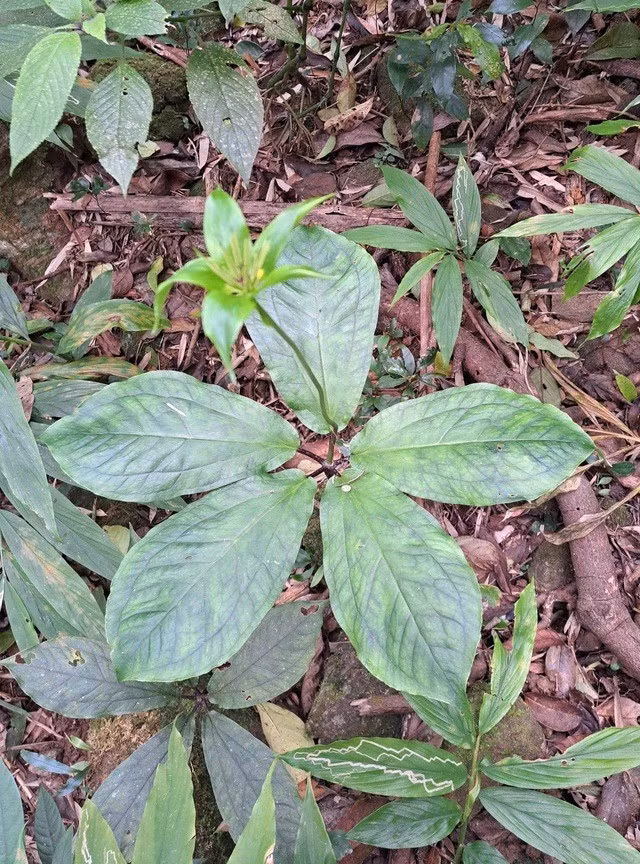 Cụ thể, trong quá trình tuần tra, kiểm tra lực lượng của Ban Quản lý rừng đặc dụng Nam Quảng Trị và kiểm lâm khu vực ghi nhận sự phân bố của một số cây Thất diệp nhất chi hoa. Đây là dấu hiệu chứng tỏ sự đa dạng sinh học và thành quả của nỗ lực bảo tồn tại khu vực này. Ảnh: suckhoedoisong.