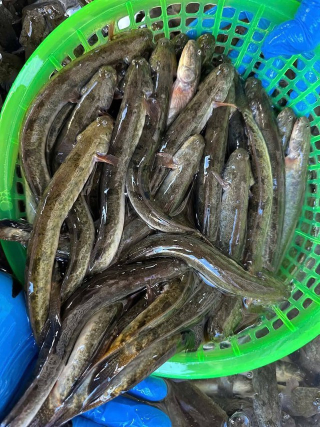 Cá kèo sinh sống chủ yếu ở các vùng nước lợ và nước mặn tại đồng bằng sông Cửu Long. Loài cá này có thân thon, dài, da trơn, màu xám ánh vàng, thường sống chui rúc trong bùn và di chuyển theo dòng thủy triều.