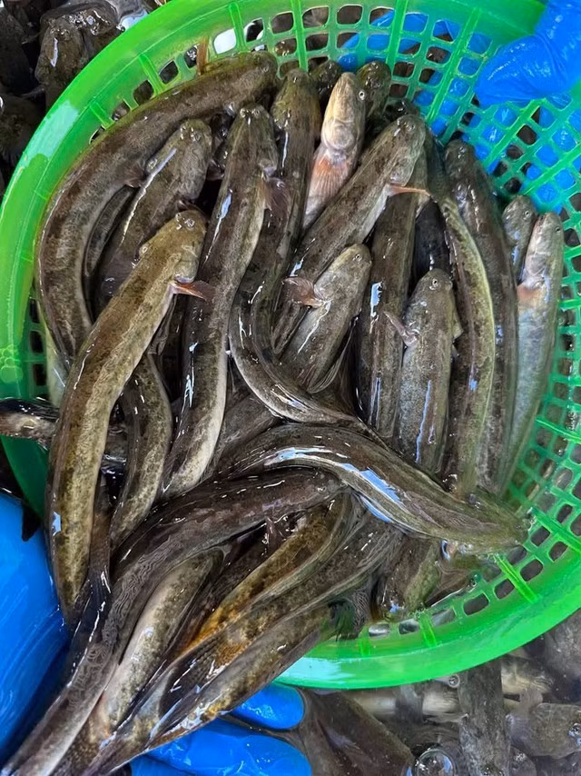 Cá kèo sinh sống chủ yếu ở các vùng nước lợ và nước mặn tại đồng bằng sông Cửu Long. Loài cá này có thân thon, dài, da trơn, màu xám ánh vàng, thường sống chui rúc trong bùn và di chuyển theo dòng thủy triều.