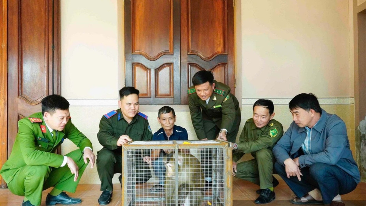 Ngày 15/1, Vườn Quốc gia Vũ Quang (tỉnh Hà Tĩnh) cho biết đơn vị đã tiếp nhận một cá thể khỉ đuôi lợn do người dân giao nộp để chăm sóc, thả về môi trường tự nhiên theo quy định. Ảnh: Tiền phong.