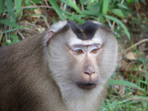 Đặc biệt, đuôi của loài khỉ quý hiếm này gần giống đuôi lợn, lông thưa hoặc không có lông. Ảnh: seasav.