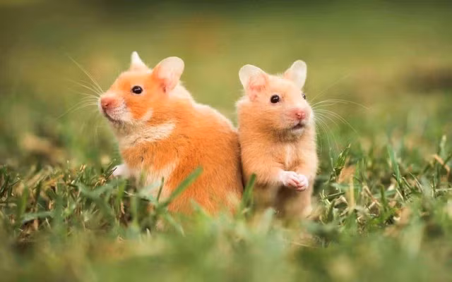 Tuổi Tý: Những tháng qua, người tuổi Tý gặp nhiều sóng gió trong công việc và cuộc sống, kế hoạch thường bị gián đoạn bởi những tình huống bất ngờ. Tuy nhiên, bước vào tháng 7, vận thế sẽ cải thiện rõ rệt, những nỗ lực trước đây bắt đầu đơm hoa kết trái.