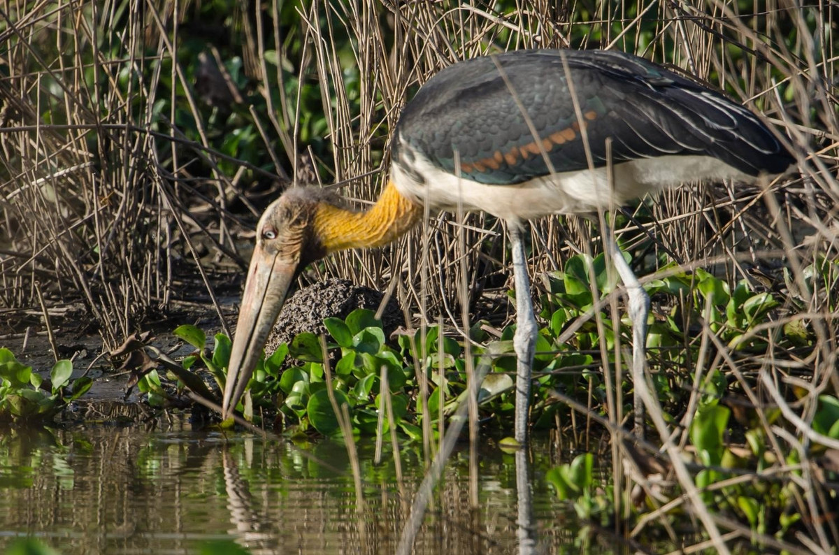 Khi trưởng thành, mỗi cá thể già đẫy Java có chiều cao trung bình khoảng 1,2m và nặng 6 - 7 kg. Ảnh: Jason Thompson.