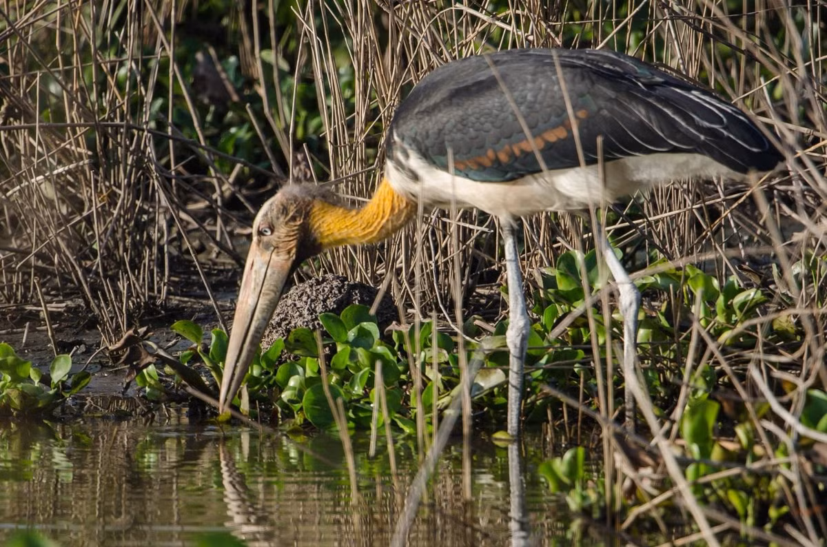 Khi trưởng thành, mỗi cá thể già đẫy Java có chiều cao trung bình khoảng 1,2m và nặng 6 - 7 kg. Ảnh: Jason Thompson.