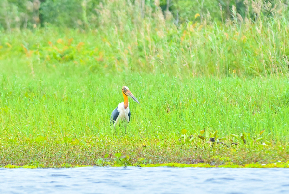 Chia sẻ trên báo An Giang, Phó Giám đốc Vườn quốc gia U Minh Thượng Trần Văn Thắng cho biết, già đẫy Java định cư, sinh sản tại Vườn. Vào năm 2002, tại khu rừng tràm trên đất than bùn (khu vực không bị cháy), đơn vị phát hiện 7 tổ chim. Trong đó, 4 tổ có con non (mỗi tổ từ 2 - 4 chim non). Ảnh: Báo An Giang.