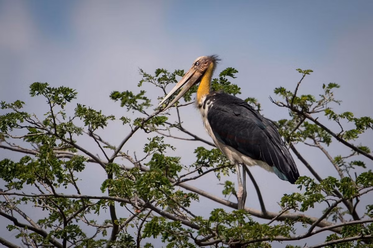 Đặc điểm nổi bật của già đẫy Java là đầu và cổ trần, thỉnh thoảng có vài lông màu nâu. Mặt lưng, cánh và đuôi của chúng có màu đen ánh lục. Trong khi bao dưới cánh màu đen, mặt bụng của già đẫy Java có màu trắng. Chân của chúng có màu lục nhạt hay đen nhạt. Ảnh: Jason Thompson.