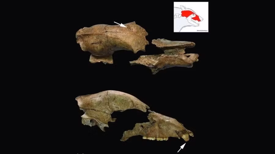 Trong cuộc khai quật tại đấu trường La Mã ở Viminacium, Serbia ngày nay, các nhà khảo cổ đã tìm thấy một hộp sọ bị đập nát của con gấu nâu. Đây là bằng chứng trực tiếp đầu tiên về việc động vật tham gia trò chơi đẫm máu của võ sĩ giác đấu La Mã. Ảnh: Nemanja Marković et al; Antiquity Publications Ltd.