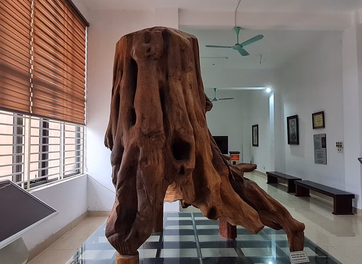 Sưa là cây ưa sáng, ưa đất sâu, dày và độ ẩm cao. Loại cây này phân bố ở khu vực có độ cao tuyệt đối dưới 500m. Những cây sưa trong tự nhiên thường được tìm thấy trong rừng mưa nhiệt đới và rừng mưa nhiệt đới gió mùa. Ảnh: Vietnamnet.