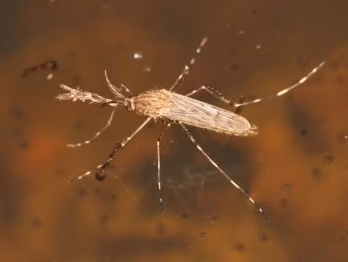 Nhà côn trùng học Matthías Alfreðsson tại Viện Khoa học Tự nhiên Iceland, đã xác nhận về thông tin muỗi xuất hiện tại quốc gia này. Ông đã xác định sau khi được một nhà khoa học địa phương gửi mẫu vật tới để kiểm tra. Ảnh: Marie Lou Legrand.