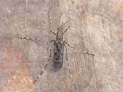 Loài muỗi Culiseta annulata có khả năng chịu lạnh và có thể sống sót qua điều kiện thời tiết khắc nghiệt của Iceland bằng cách trú ẩn trong tầng hầm hoặc chuồng trại vào mùa Đông. Ảnh: eakringbirds.com.