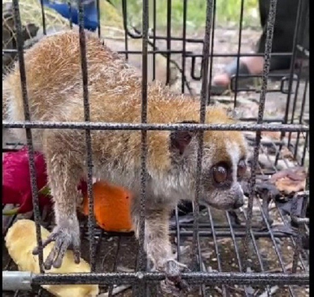 Cu li gồm 2 loài là: Cu li nhỏ (Nycticebus pygmaeus) và Cu li lớn (Nycticebus bengalensis). Hai loài Cu li đều có tên trong Sách đỏ Việt Nam 2007 và cần phải bảo tồn nếu không sẽ dẫn đến nguy cơ tuyệt chủng. Ảnh: suckhoedoisong.vn.