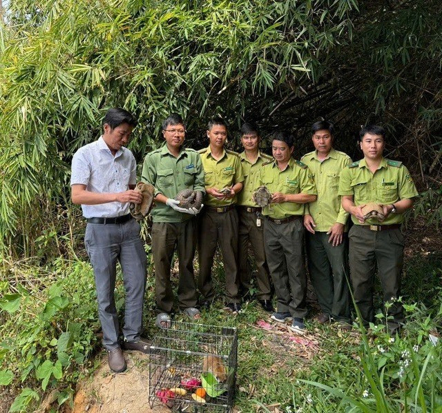Vào ngày 3/3, ông Lê Văn Hồng - phụ trách Phòng Cứu hộ động vật hoang dã thuộc Trung tâm Bảo tồn voi, cứu hộ động vật và bảo vệ rừng Đắk Lắk cho biết, sau Tết Nguyên đán, đơn vị đã phối hợp với một số cơ quan như Vườn quốc gia Chư Yang Sin, Hạt Kiểm lâm khu vực Krông Bông (tọa lạc ở Đắk Lắk)… thả 9 cá thể động vật quý hiếm, hoang dã về rừng. Ảnh: suckhoedoisong.vn.