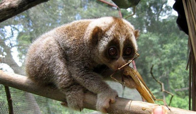 Cu li thường hoạt động ban đêm, thức ăn chủ yếu là quả cây, các loài côn trùng. Ảnh: TTXVN.