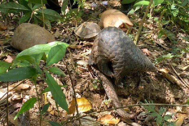 Trước khi được thả về rừng, tất cả các cá thể động vật trên đều được Trung tâm Bảo tồn voi, cứu hộ động vật và bảo vệ rừng Đắk Lắk tiếp nhận, cứu hộ và chăm sóc chu đáo. Ảnh: suckhoedoisong.vn.