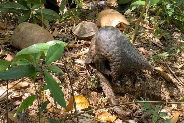 Trước khi được thả về rừng, tất cả các cá thể động vật trên đều được Trung tâm Bảo tồn voi, cứu hộ động vật và bảo vệ rừng Đắk Lắk tiếp nhận, cứu hộ và chăm sóc chu đáo. Ảnh: suckhoedoisong.vn.