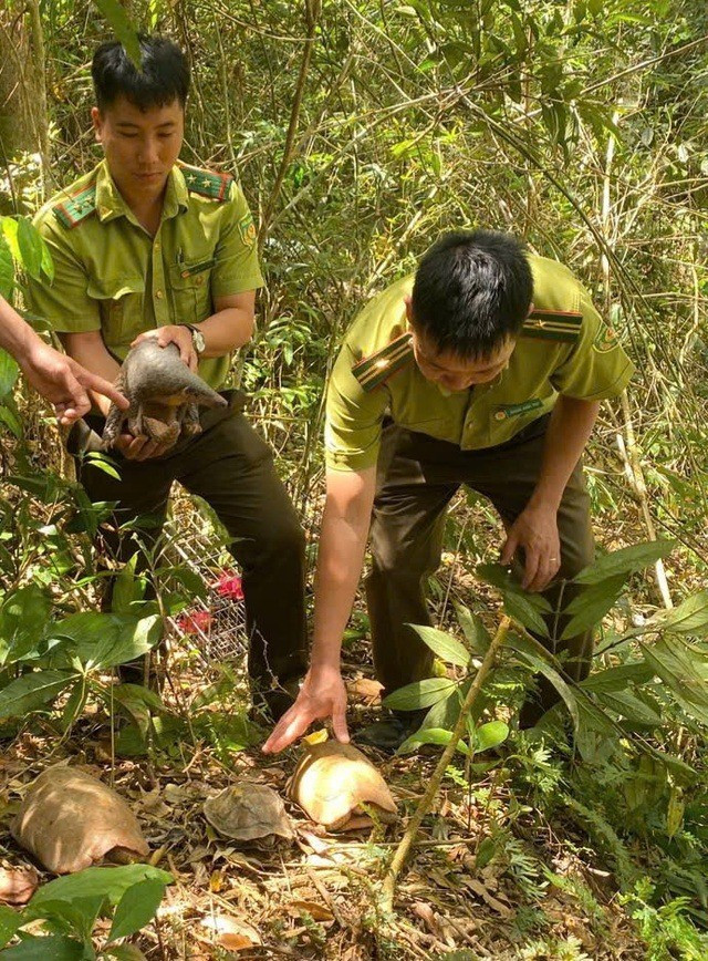 Trong số 9 động vật được thả về rừng Tây Nguyên lần này gồm có: 3 cá thể khỉ đuôi lợn, 2 cá thể rùa núi vàng, 1 cá thể rùa sa nhân, 1 cá thể rùa ba gờ, 1 cá thể cu li quý hiếm và 1 cá thể tê tê. Ảnh: suckhoedoisong.vn.
