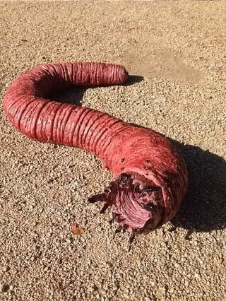 Vì vậy, người địa phương thường tránh xa những khu vực được cho là có sự xuất hiện của giun tử thần Mông Cổ để tránh gặp tai họa kinh hoàng. Ảnh: reddit.