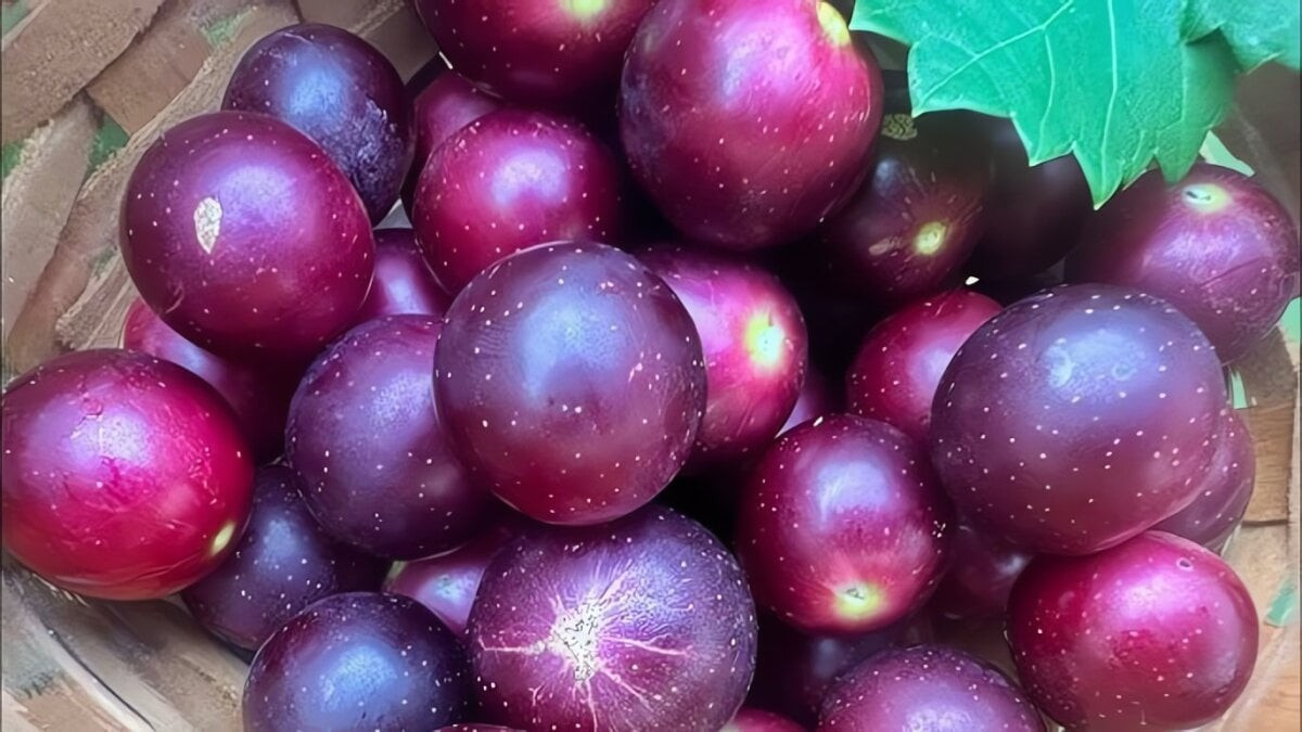 Tên gọi “Ruby Muscadine” bắt nguồn từ hình dáng lá tròn và những chùm quả đỏ ruby óng ánh, tròn căng như những viên ngọc quý lấp lánh dưới nắng.