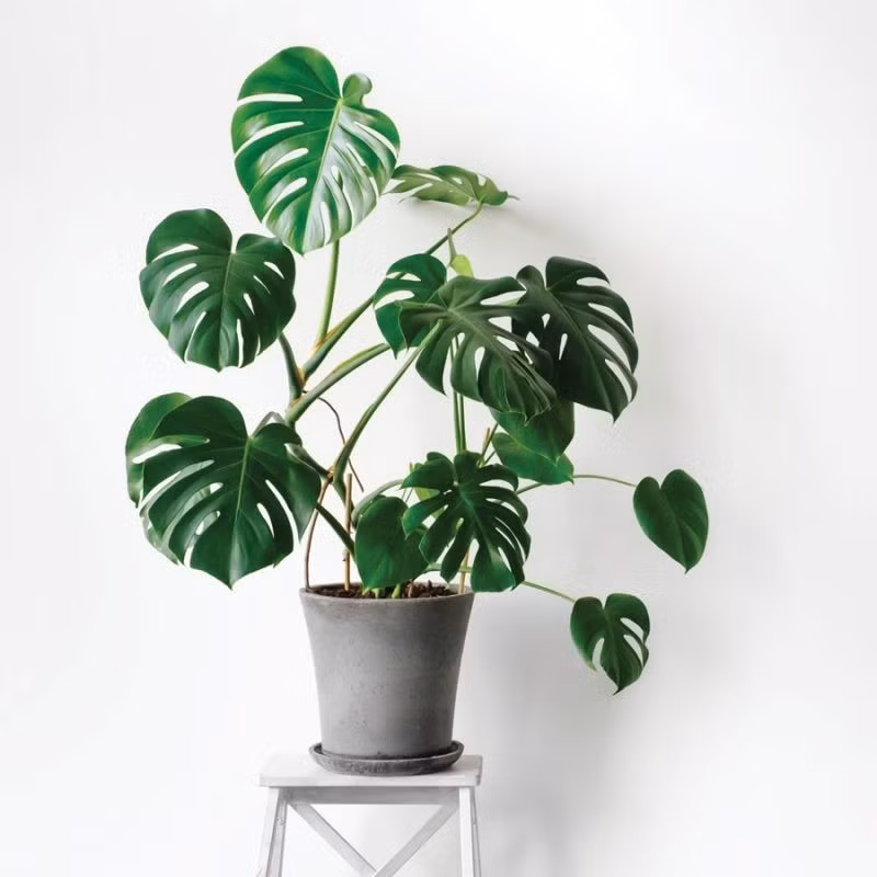 Loài cây nội thất tưởng bình thường nhưng lại cực kỳ quyền năng. Trầu bà không chỉ đẹp, dễ trồng mà còn được ví như "lá phổi sống", góp phần thanh lọc không khí và giảm ô nhiễm trong không gian kín.