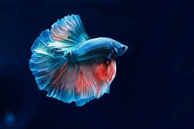 Một loài cá quý hiếm và đắt đỏ khác là cá chọi Betta. Có nguồn gốc từ Thái Lan, loài này được xem là một chiến binh bách khả chiến bại ở trong đấu trường chọi cá. Ảnh: Shutterstock.