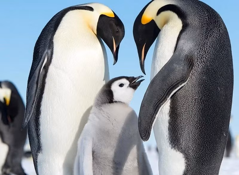 Chim cánh cụt hoàng đế (tên khoa học: Aptenodytes forsteri) là loại chim lớn nhất và nặng nhất trong số tất cả những loài chim cánh cụt còn sống trên Trái đất. Đây cũng là loài đặc hữu ở Nam Cực. Ảnh: giraffa.co.