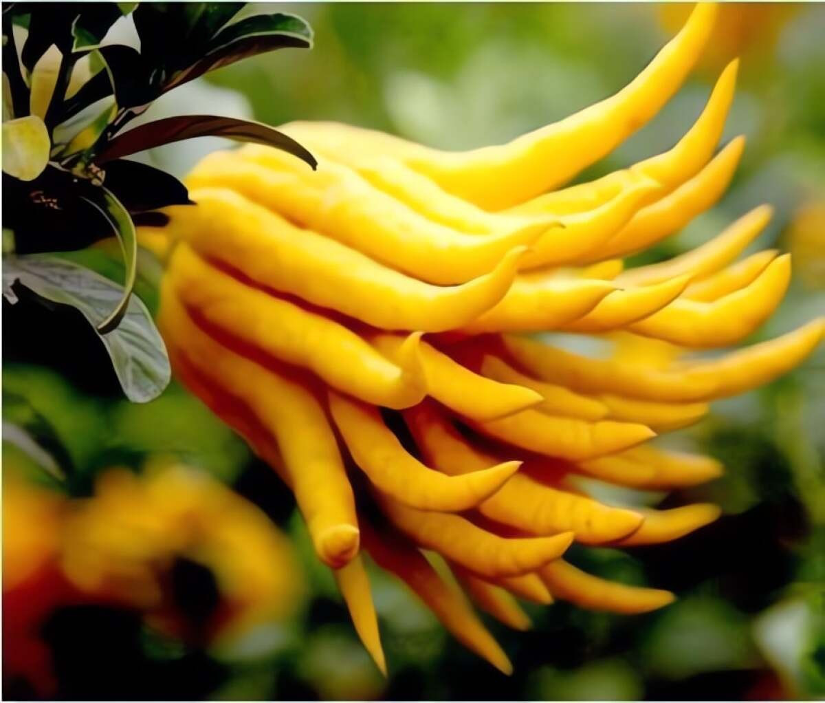 Với hình dáng như bàn tay Phật, quả Phật thủ tượng trưng cho sự che chở, bảo bọc, xua đuổi tà khí và mang lại bình an, thuận lợi cho gia chủ.