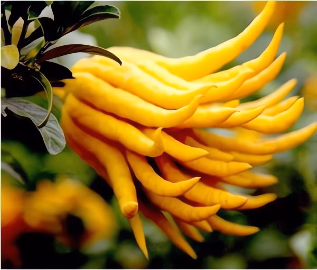 Với hình dáng như bàn tay Phật, quả Phật thủ tượng trưng cho sự che chở, bảo bọc, xua đuổi tà khí và mang lại bình an, thuận lợi cho gia chủ.