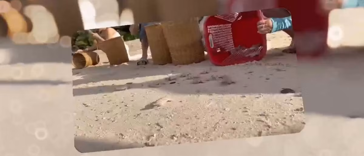 Thêm nữa, với chiếc mai màu trắng đặc trưng khiến khả năng ngụy trang thấp, rùa bạch tạng dễ bị kẻ thù phát hiện và tấn công. Vì vậy, tỉ lệ rùa bạch tạng sống đến tuổi trưởng thành không cao. Ảnh: Tiền phong.