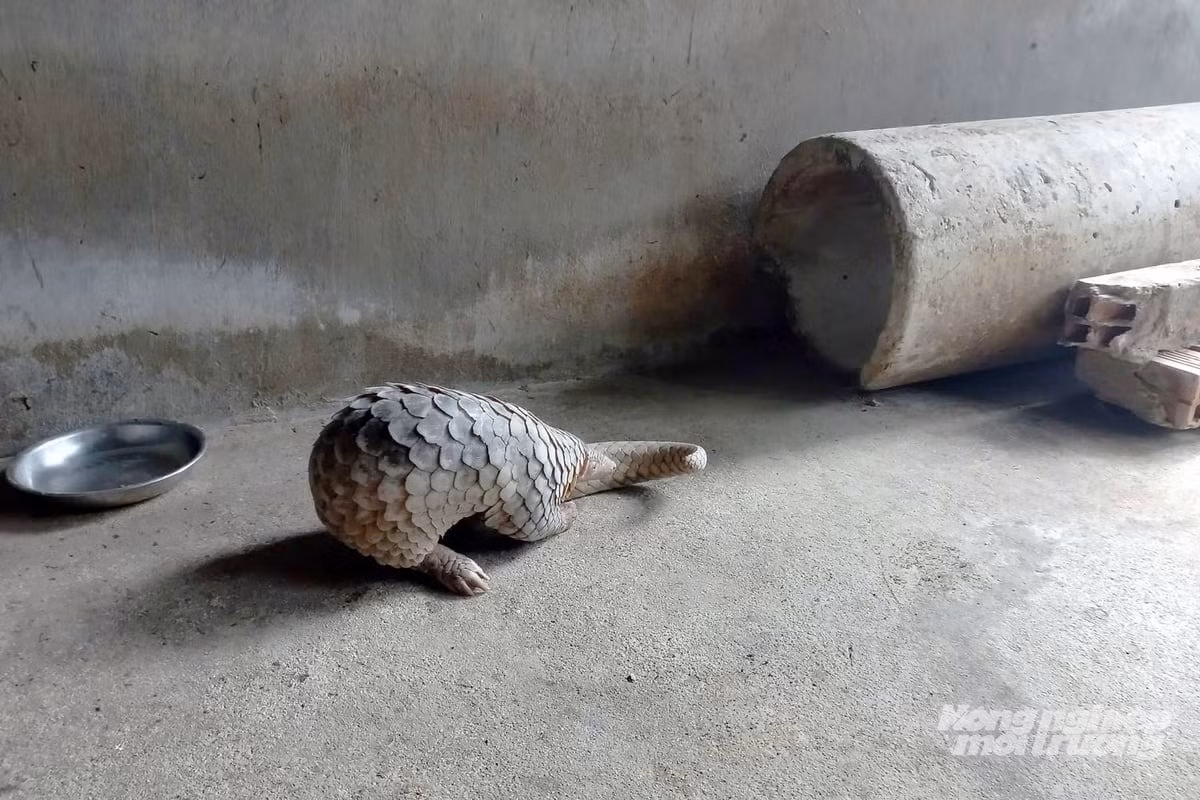 Tê tê có 8 loài thuộc họ Manidae bao gồm: 4 loài phân bố chủ yếu ở 17 nước châu Á và 4 loài được ghi nhận ở 31 nước châu Phi. Ảnh: nongnghiepmoitruong.vn.