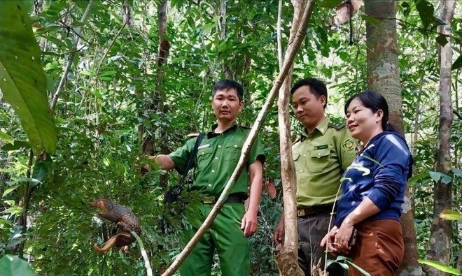 Thức ăn của tê tê là côn trùng. Chúng thường dùng chi trước phá các tổ kiến, mối sau đó sử dụng lưỡi dài, dính để bắt mồi. Ảnh: Znews.