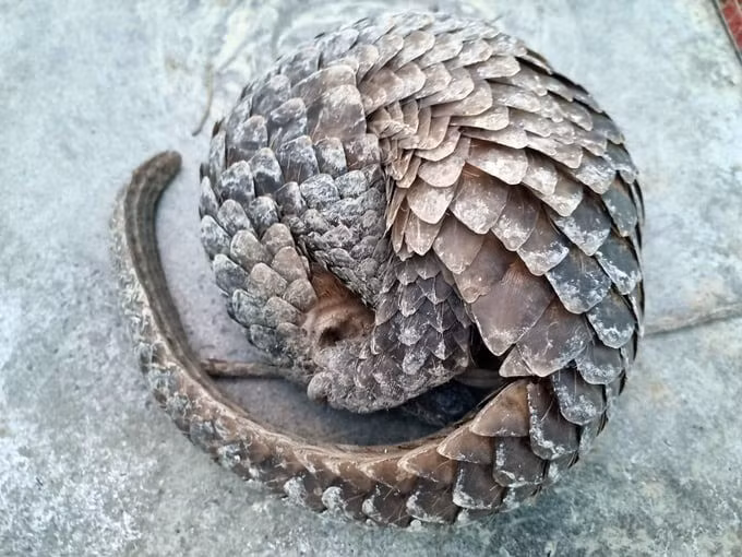 Liên minh Bảo tồn Thiên nhiên Quốc tế (IUCN) cho hay tất cả 8 loài tê tê đang bị đe dọa tuyệt chủng. Hai loài tê tê châu Á có tên trong Danh lục Đỏ IUCN ở mức cực kỳ nguy cấp (EN). Ảnh: KLH/nongnghiepmoitruong.vn.