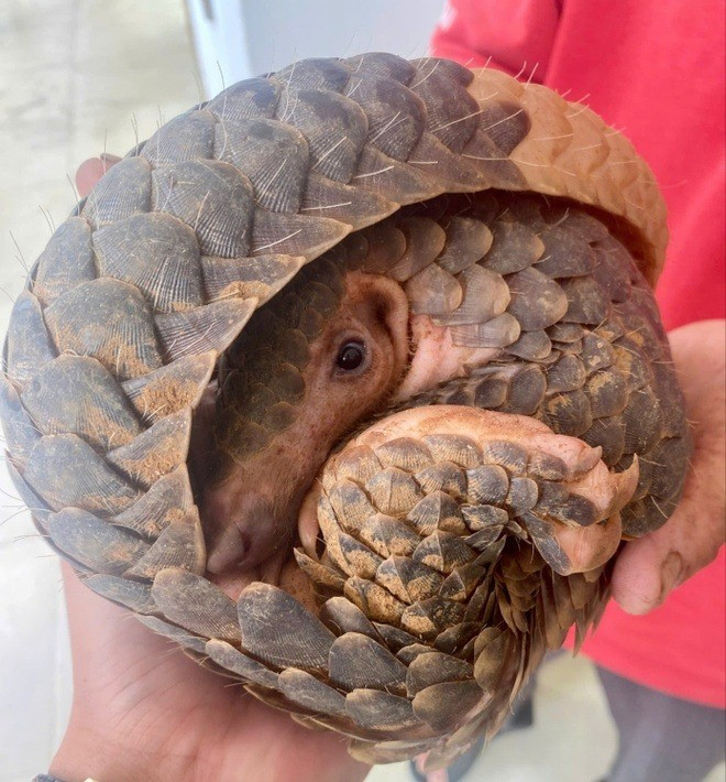 Thuộc loài thú nhỏ ăn côn trùng, tê tê là loài sống về đêm. Khi trưởng thành, mỗi cá thể nặng từ 2 - 35 kg, dài từ 35 - 176 cm. Toàn thân của chúng được bao phủ bởi các vảy keratin. Ảnh: Znews.