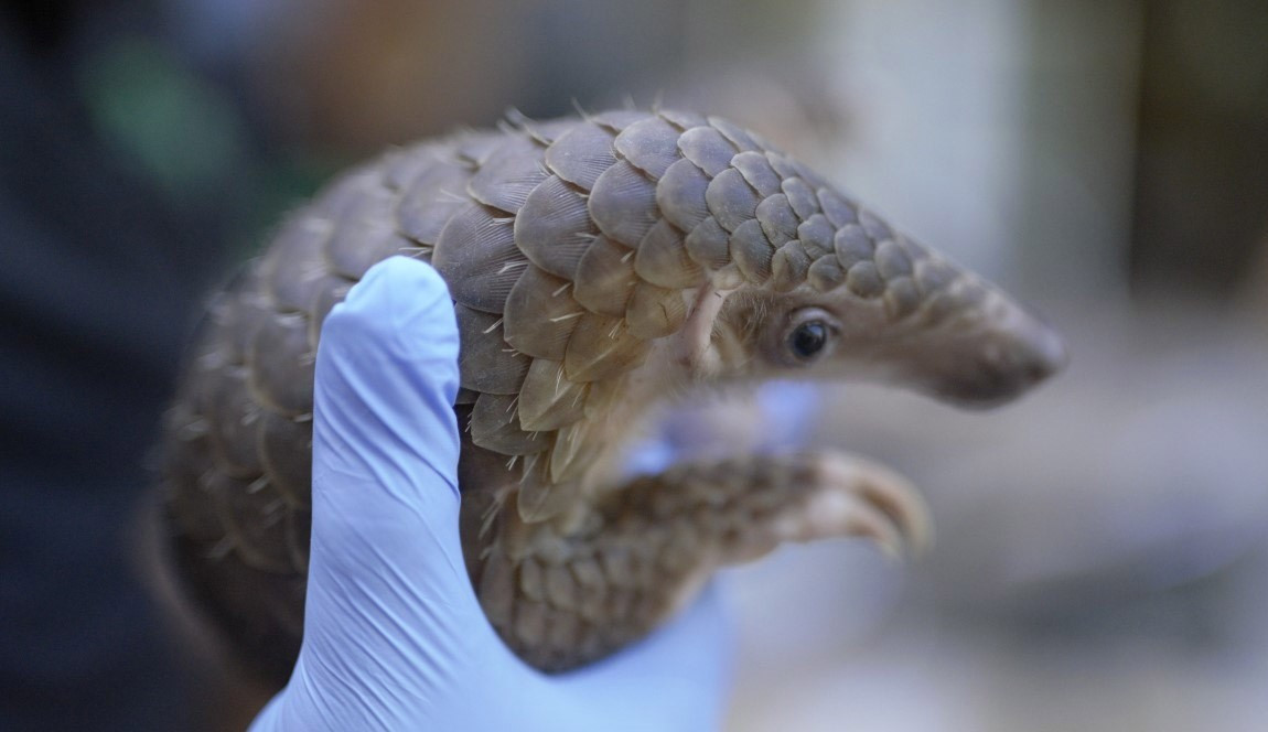 Anh Hải cho biết đã phát hiện con tê tê gần nhà ở khu vực thôn 5 Lộc Quảng. Cho rằng đó có thể là loài động vật quý, hiếm cần được bảo vệ, anh mang con vật bắt được đến trụ sở Công an để trình báo. Ảnh: SVW.