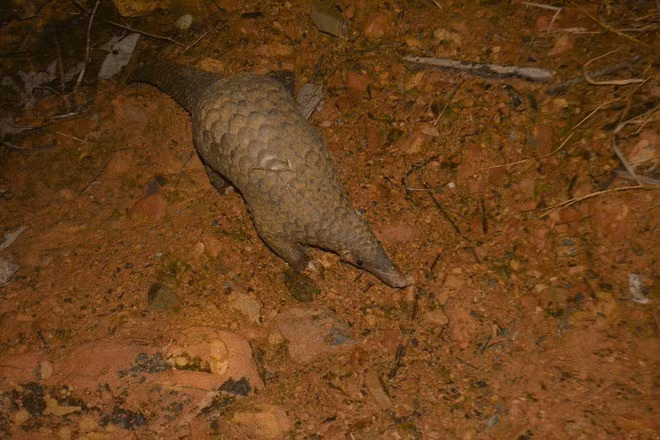 Tê tê thuộc nhóm IB theo danh mục động vật rừng nguy cấp, quý hiếm, được bảo vệ nghiêm ngặt và có tên trong Sách Đỏ Việt Nam. Ảnh: SVW.