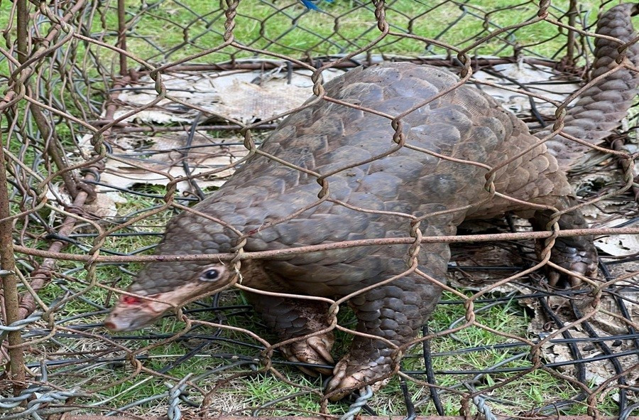 Cụ thể, vào ngày 23/2, anh Hải tự nguyện giao nộp cho Công an xã Bảo Lâm 1 một cá thể tê tê trưởng thành, thể trạng khỏe mạnh. Con vật có chiều dài 52 cm và nặng hơn 5 kg. Ảnh: Công an xã Bảo Lâm 1.