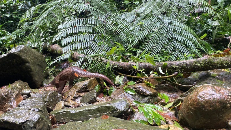 Sau khi tiếp nhận, Công an xã Bảo Lâm 1 hoàn tất các thủ tục để bàn giao cho cơ quan Kiểm lâm và trung tâm cứu hộ động vật hoang dã, sớm thả cá thể tê tê quý hiếm về môi trường tự nhiên. Ảnh: Nhân dân.