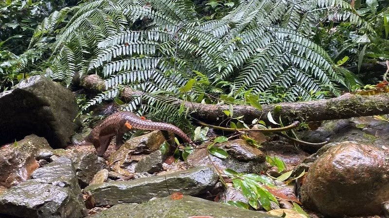 Sau khi tiếp nhận, Công an xã Bảo Lâm 1 hoàn tất các thủ tục để bàn giao cho cơ quan Kiểm lâm và trung tâm cứu hộ động vật hoang dã, sớm thả cá thể tê tê quý hiếm về môi trường tự nhiên. Ảnh: Nhân dân.